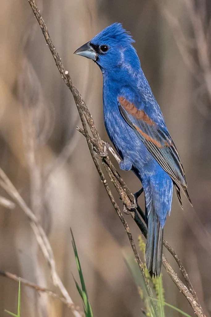 1+Blue+Grosbeck.jpg